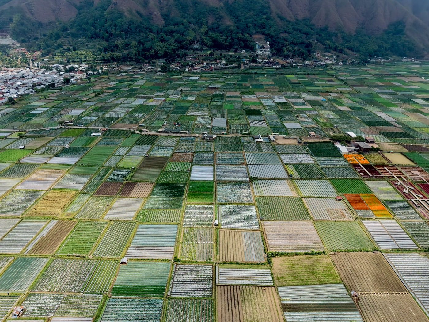 An aerial view of the patchwork vegetable fields of Sembalun, the village and mountain slopes behind them.